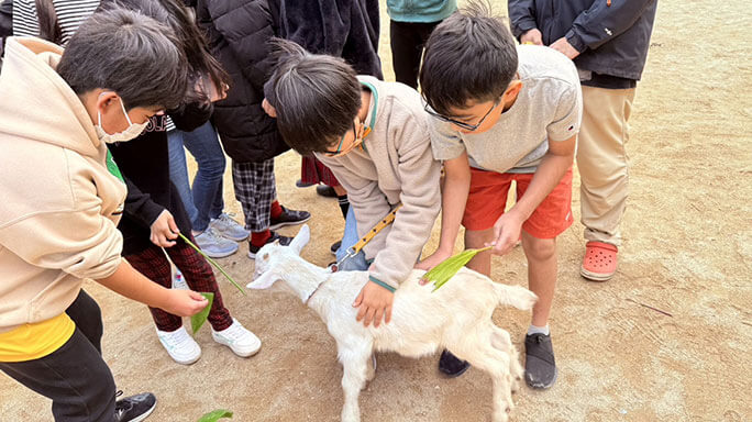 ヤギとのふれあい体験